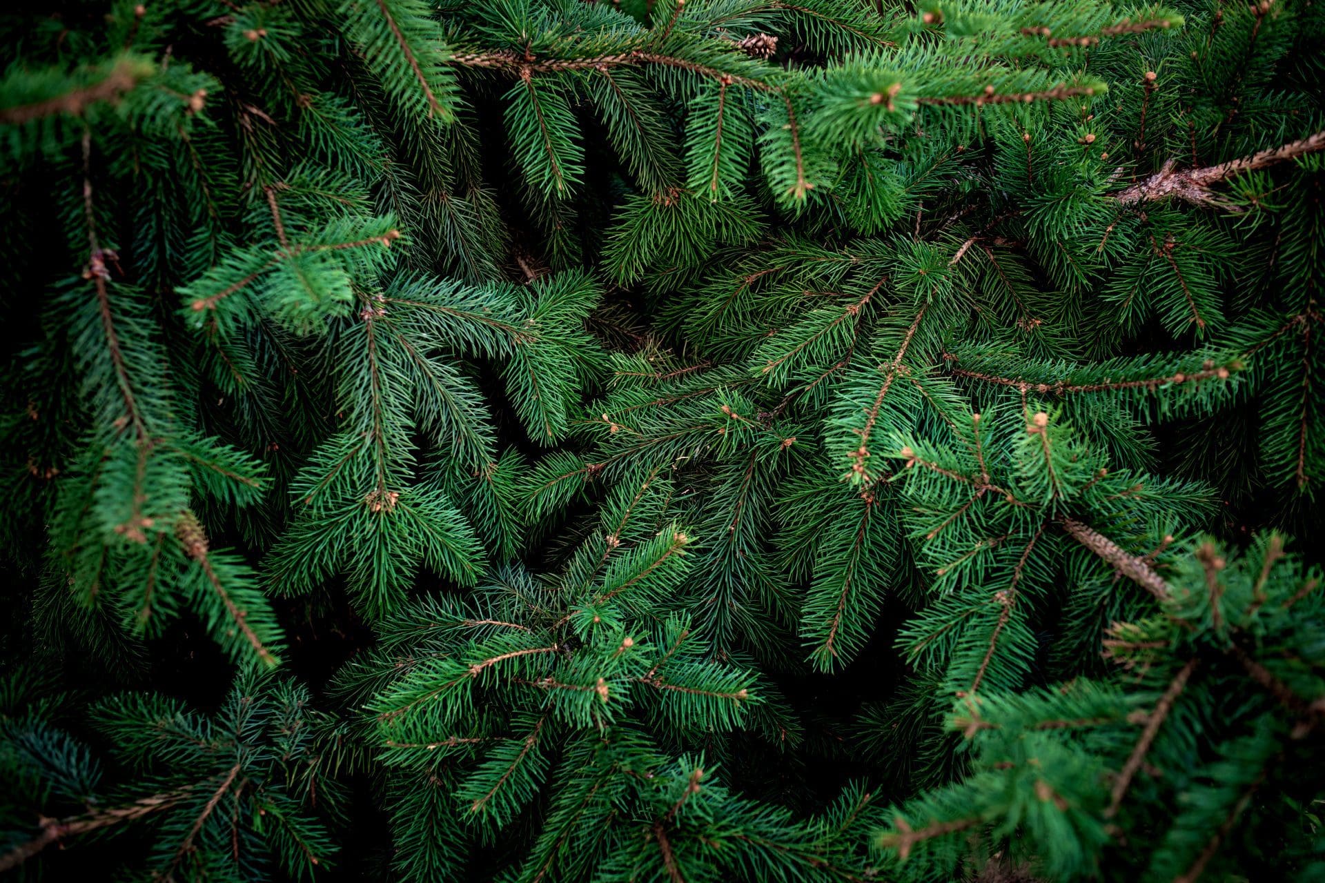Close up of an evergreen tree | Benefits Of Planting Evergreens