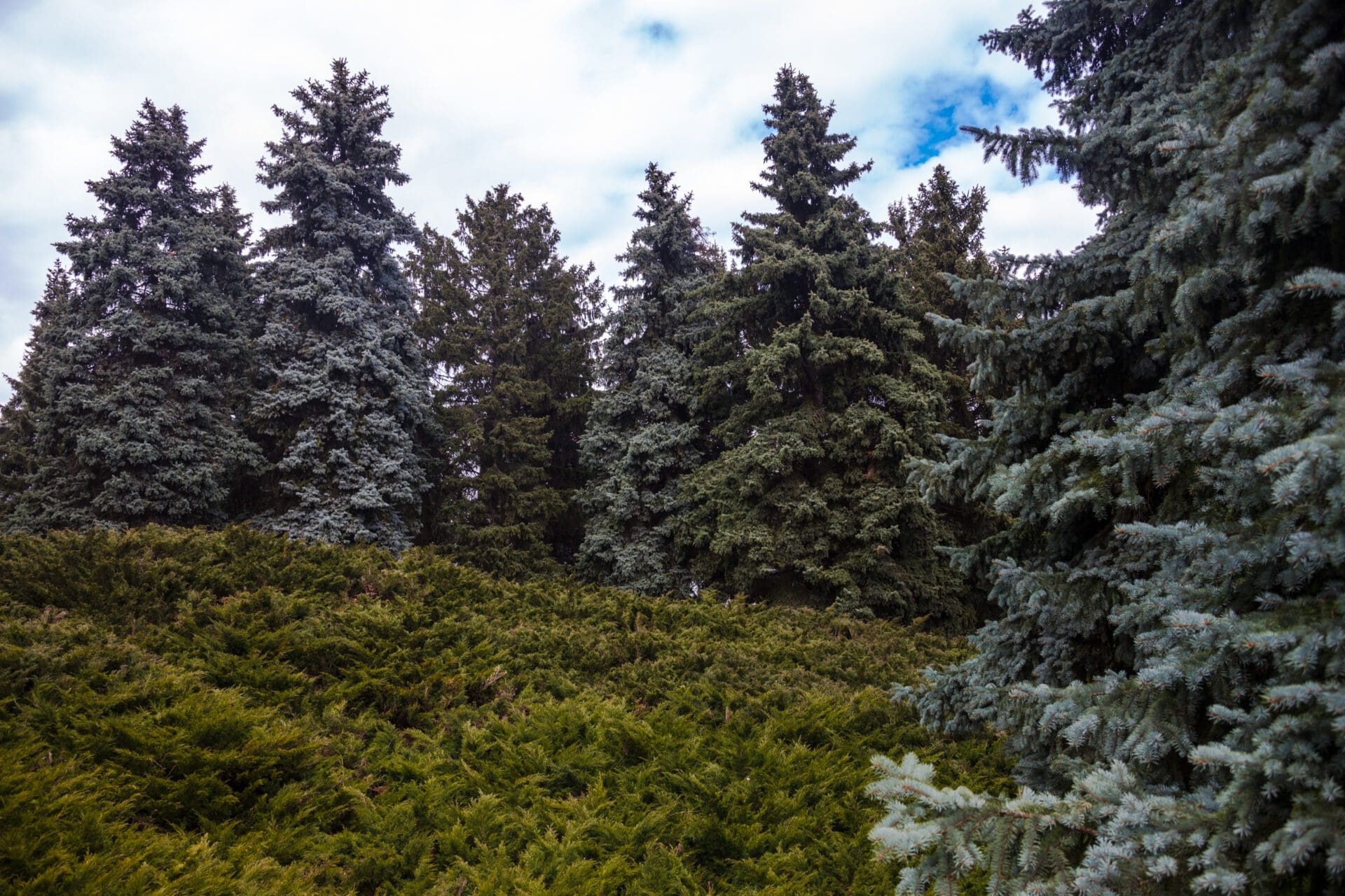 Colorado Blue Spruce Trees | The Official Colorado State Tree | Front Range Arborists
