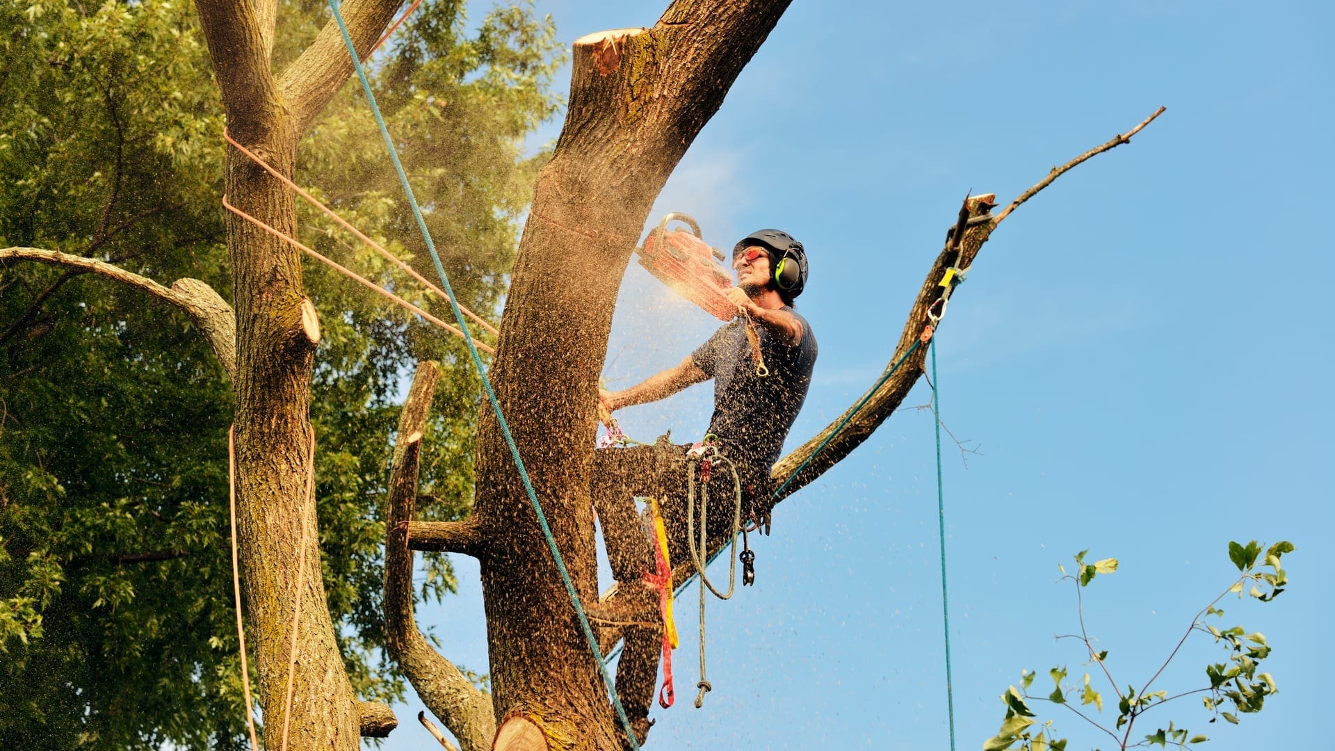 An arborist's service is a good alternative since they have all of the resources necessary to accomplish a superb job in your home or garden. They have all of the necessary tools, expertise, and abilities to accomplish an excellent job with your trees. This is critical when it comes to having a nice-looking backyard or garden space for decoration. An arborist service will make your home stand out from the crowd. 