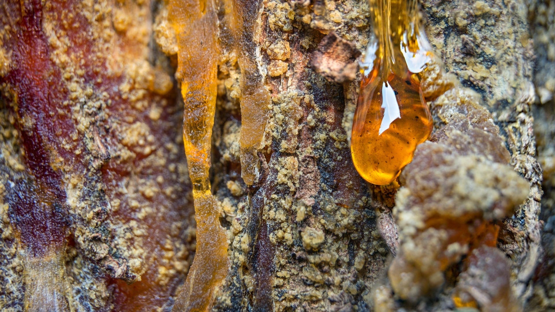 What is the Purpose of Tree Sap 