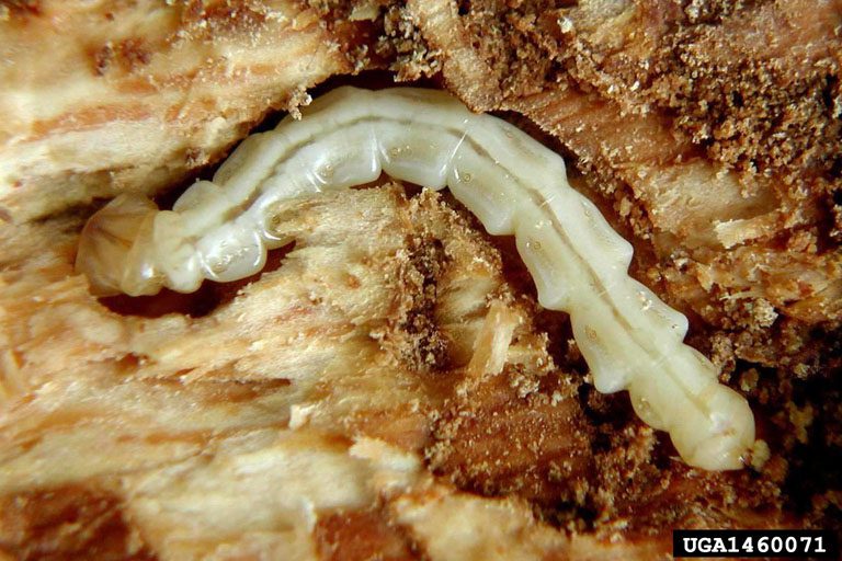 Why Ash Trees Are in Trouble? Emerald Ash Borer (EAB) Larvae feeding beneath the bark
