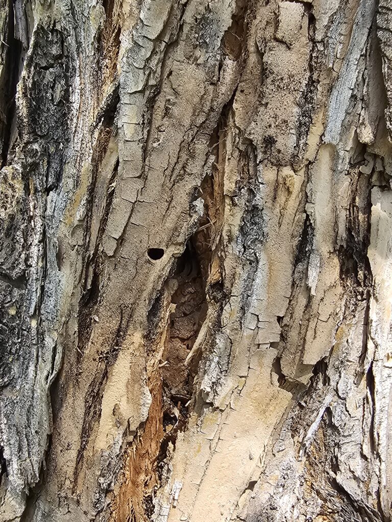 Colorado Springs Ash Tree with D shaped exit hole from an Emerald Ash Borer infestation