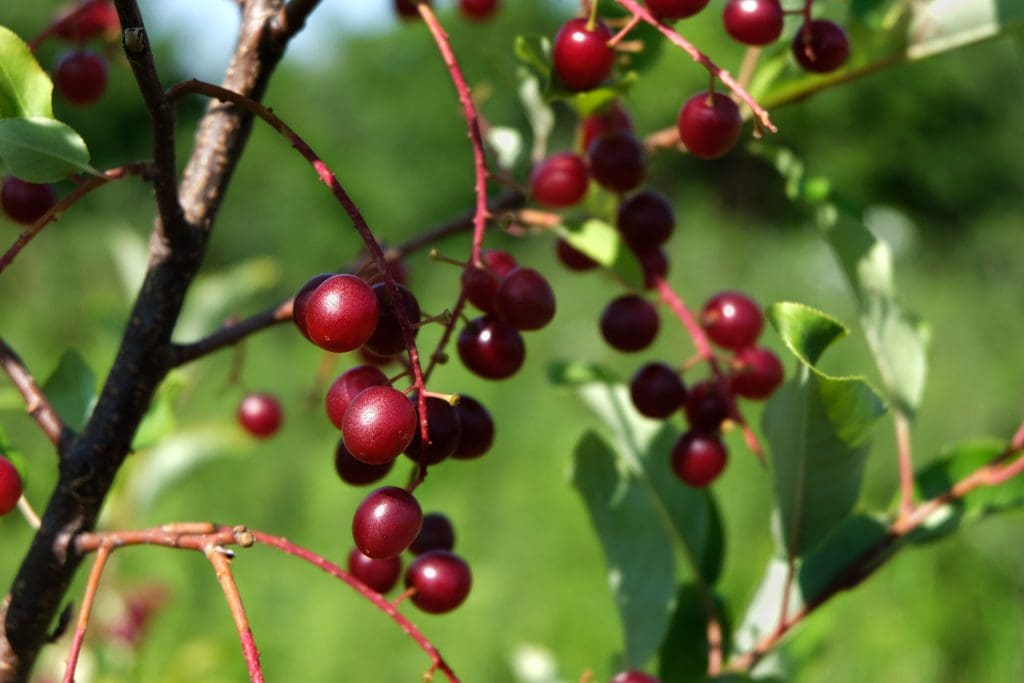 Colorado native plants: Photo of a Western Chokecherry Shrub