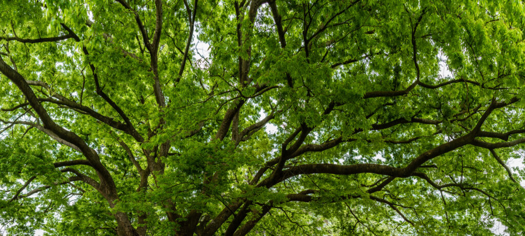 Ash Tree, What is the Emerald Ash Borer and what homeowners need to know