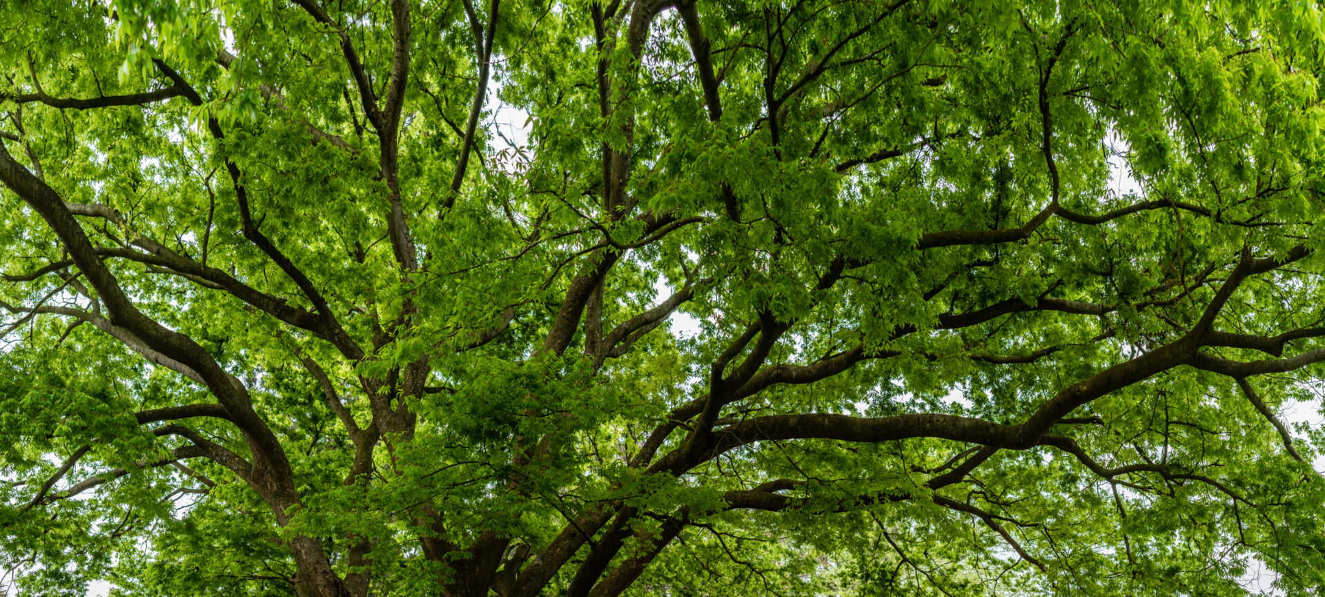 Ash Tree, What is the Emerald Ash Borer and what homeowners need to know