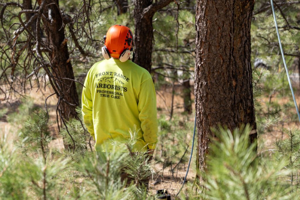 DSC1447 Front Range Arborisits Crew Member