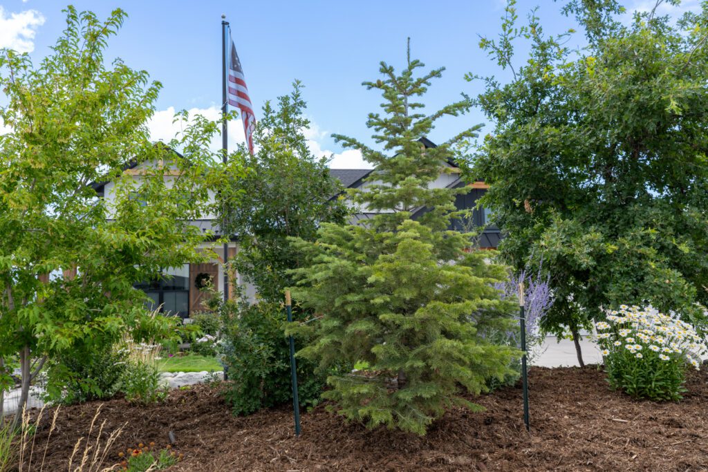 Health Colorado Trees