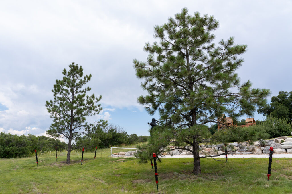 Colorado Pine Trees