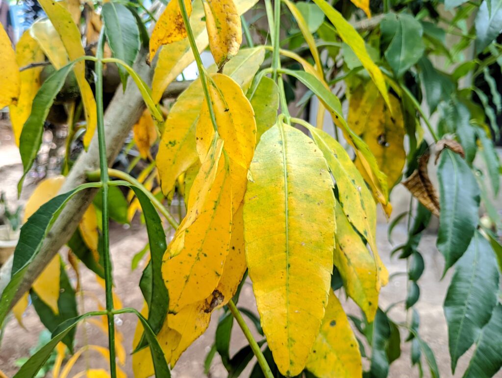 Close up of yellowing leaves on a tree branch indicating plant disease or seasonal change.