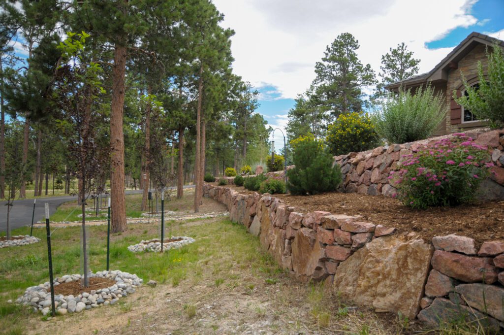 SEE 7270 Colorado Trees