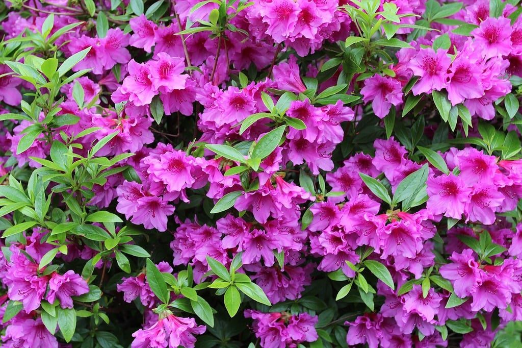 Azalea