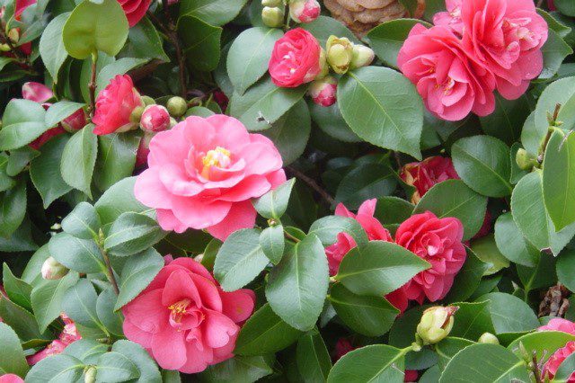 camellia 3 1