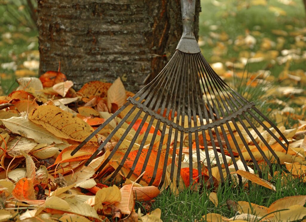 raking leaves