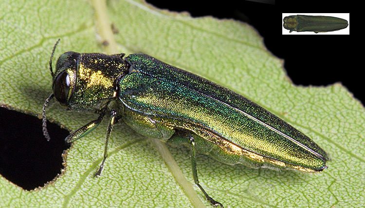 What's the Emerald Ash Borer and What Homeowners Need to Know Now