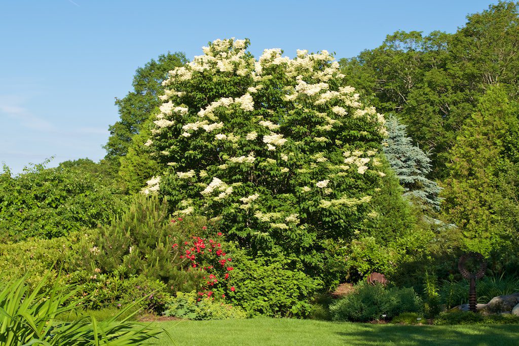 Japanese Lilac Tree