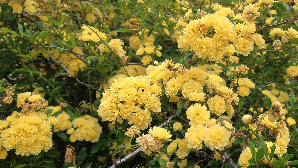 Lady Banks Roses