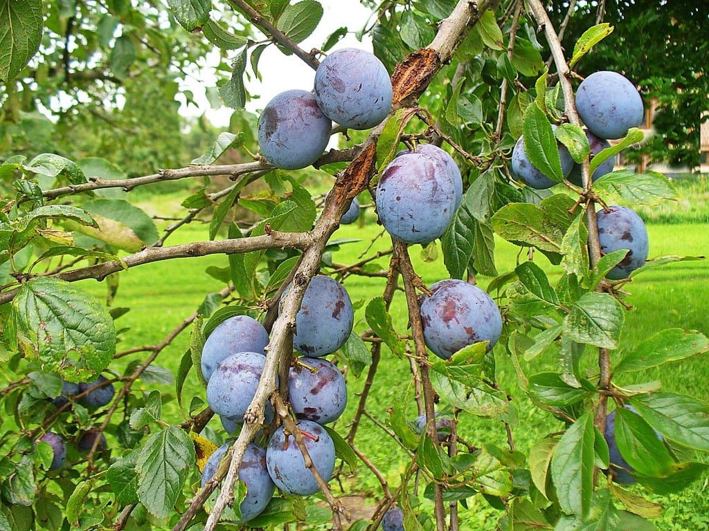 Ornamental Plum Tree