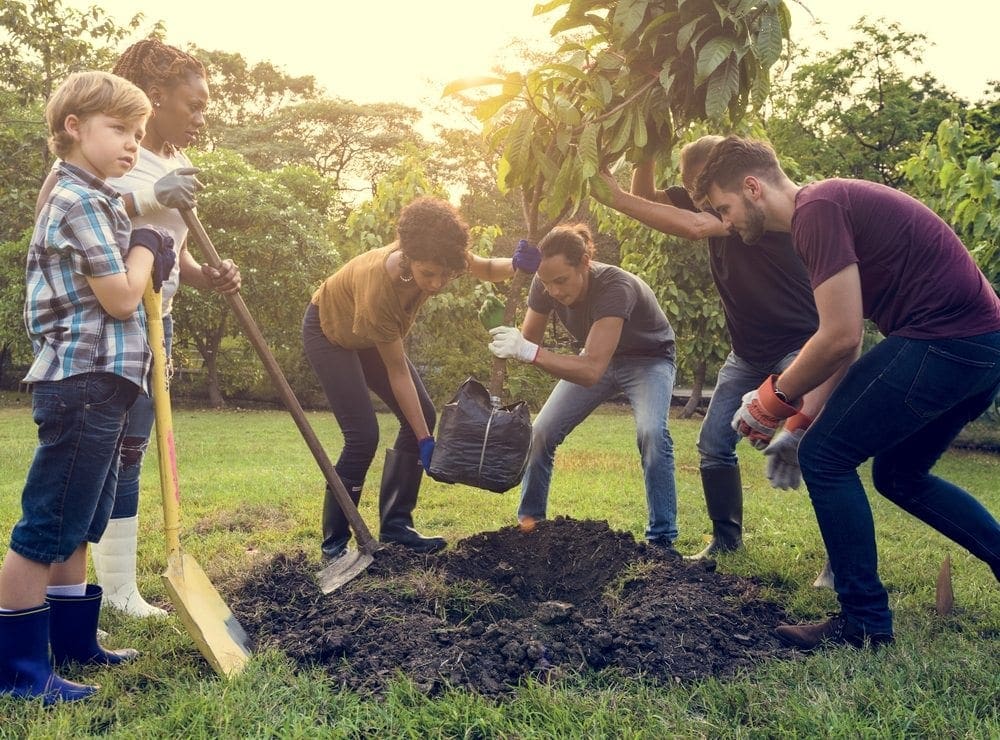 Newly Transplanted Trees | Front Range Arborists