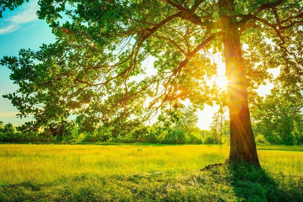How Much Sun Do Your Trees Need? | Front Range Arborists