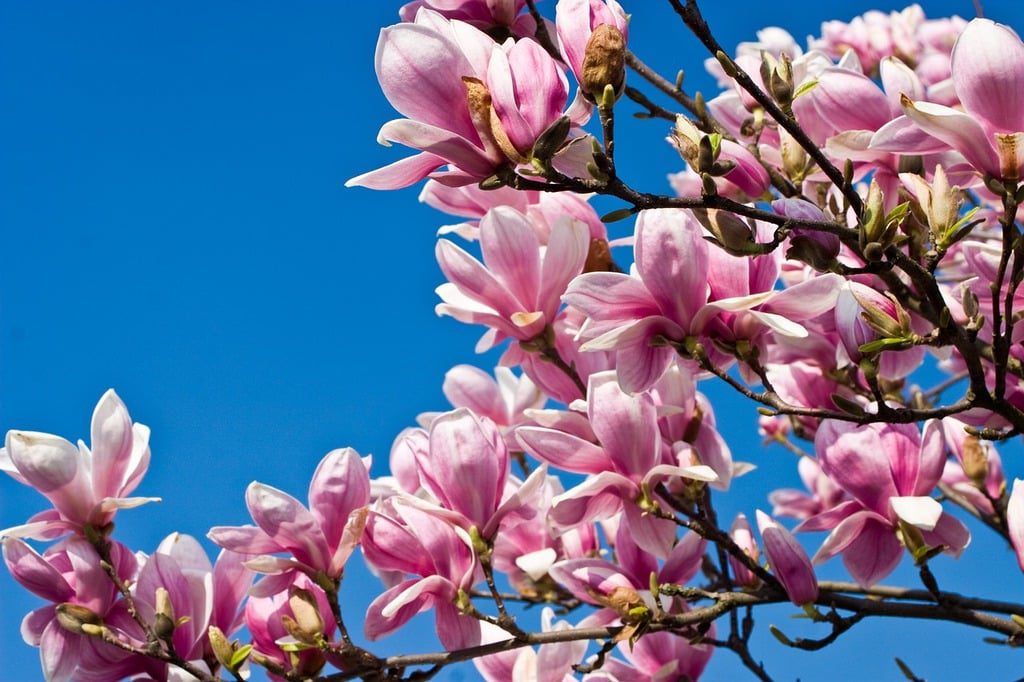 Tulip Tree