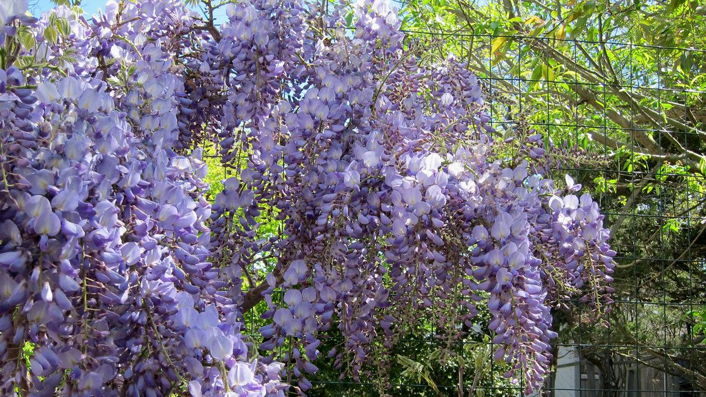 Blue Chinese Wisteria Tree